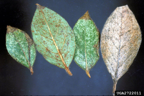 Lace bug damage shows up as yellow dots or stippling on leaves. Photo courtesy of University of Georgia, bugwood.org. In Harmony Sustainable Landscapes. 