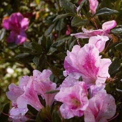 Choosing a resistant plant will make it easier to manage lace bugs. ‘Autumn Twist’ is a resistant azalea. In Harmony Sustainable Landscapes
