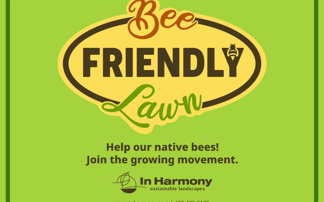 Grow a Bee Friendly Lawn and help our native bees!