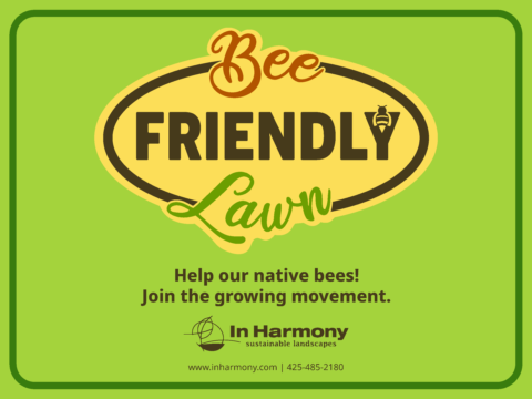 Bee Friendly Lawn. Help our native bees! In Harmony Sustainable Landscapes