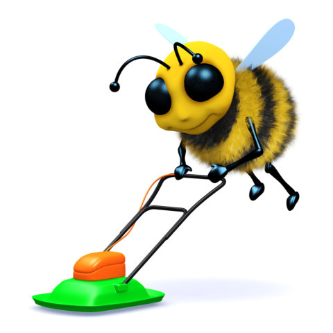 What is the best way to mow to keep your lawn green and healthy? Here are tips on how to mow for a Bee Friendly Lawn. In Harmony Sustainable Landscapes