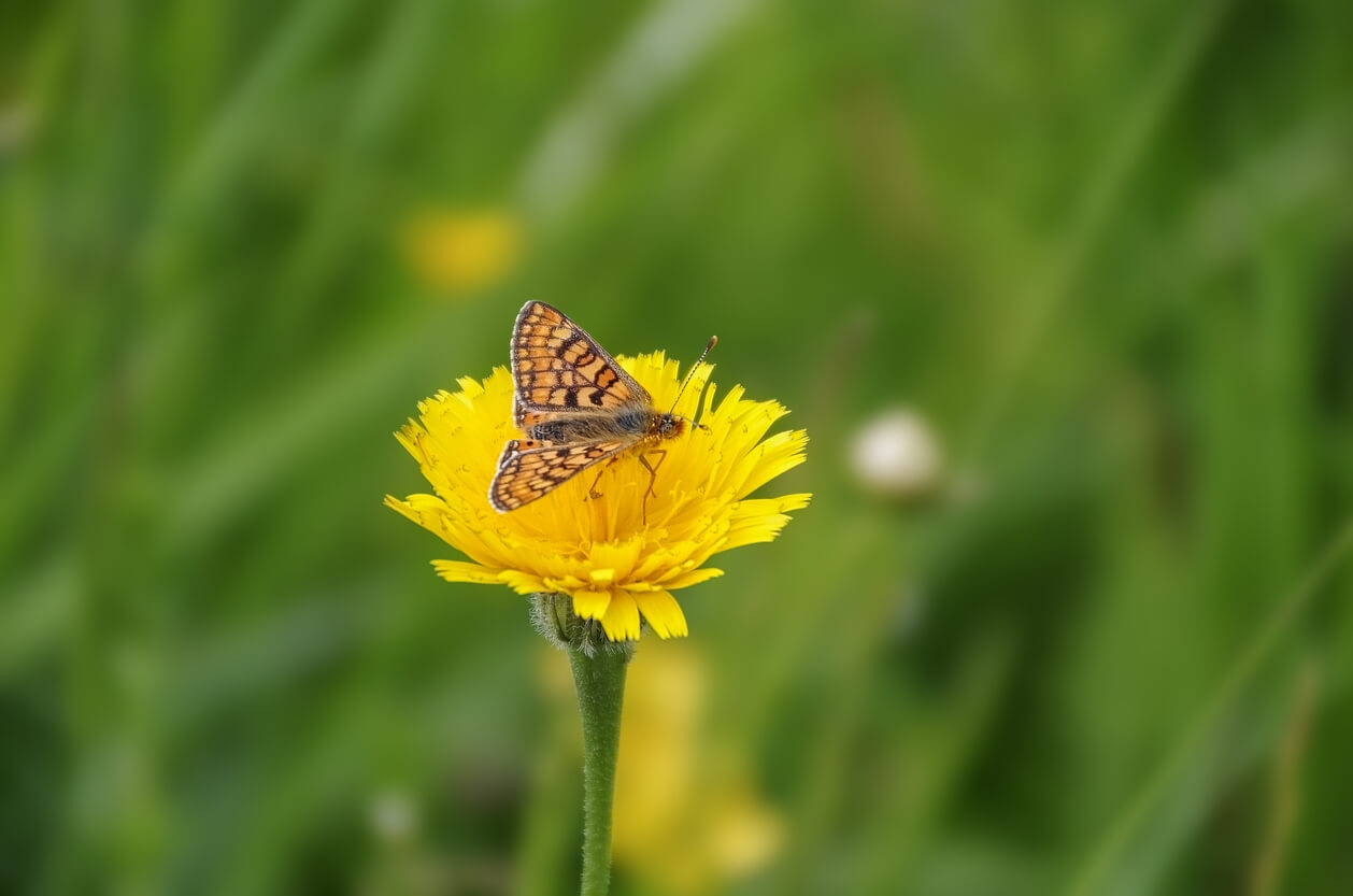 Flowering plants help make a Bee Friendly Lawn • In Harmony Sustainable ...