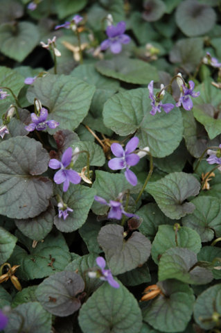 Native violets. 