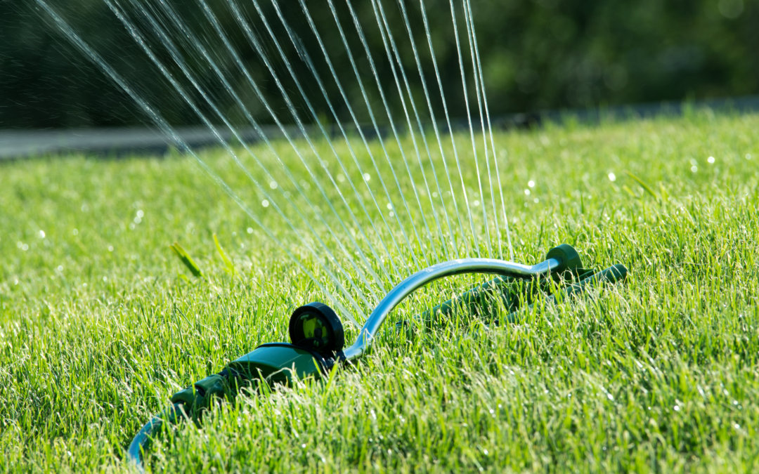 How to water for a Bee Friendly Lawn