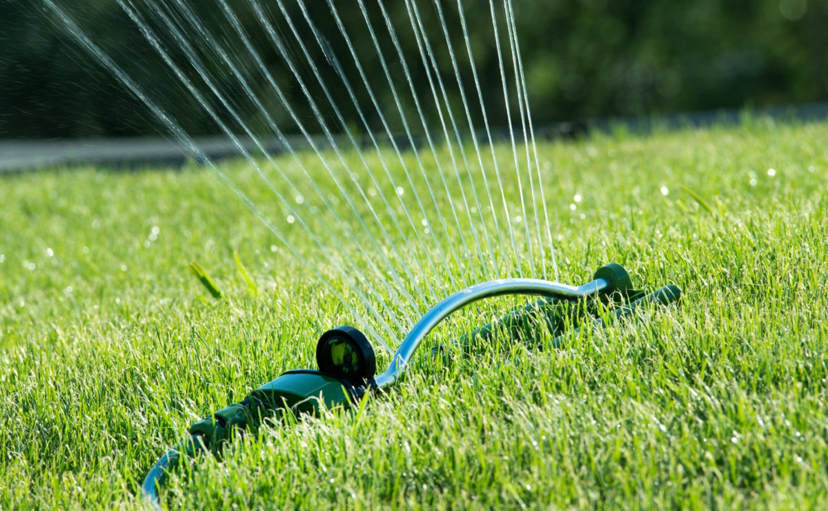 Good watering practices are key to a healthy lawn that will naturally resist weeds, moss and insect pests. Our native bees will thank you. In Harmony Sustainable Landscapes