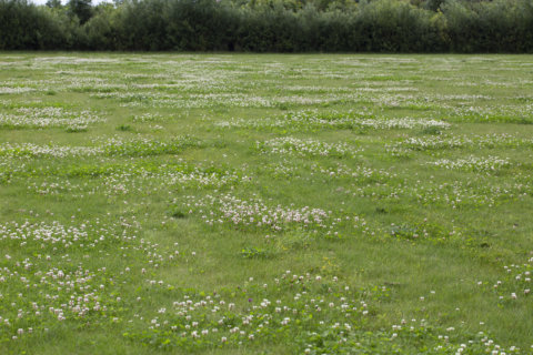 Clover used to be required in grass seed mixes because it helps to feed the lawn. Then the chemical companies convinced us it was a weed. In Harmony Sustainable Landscapes