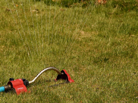 An oscillating sprinkler will help you water your lawn more effectively and efficiently. In Harmony Sustainable Landscapes