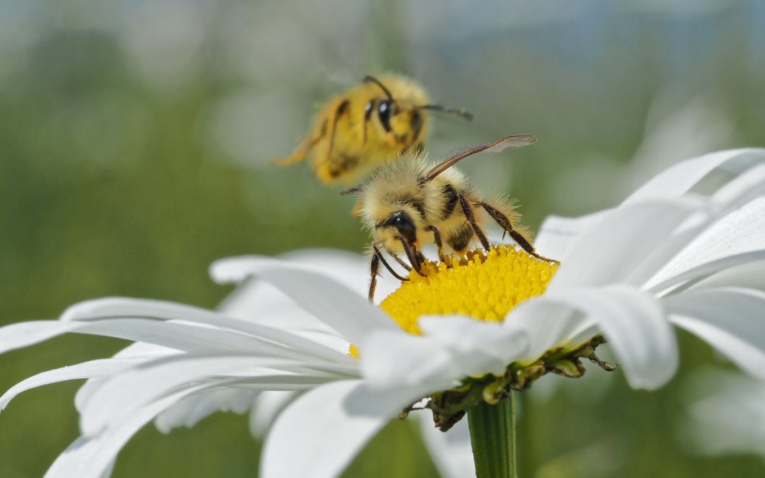 Celebrate National Pollinator Week by growing a Bee Friendly Lawn