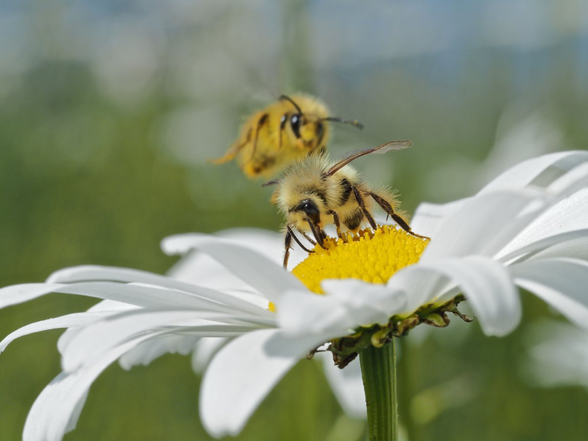 Help protect bees, butterflies and other pollinators in your own yard and garden during National Pollinator Week. You can help by growing a Bee Friendly Lawn. Gary Brill photo. In Harmony Sustainable Landscapes