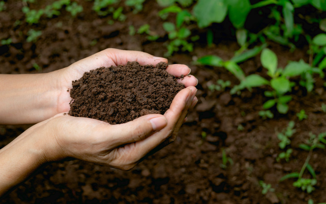 7 tips to build soil health