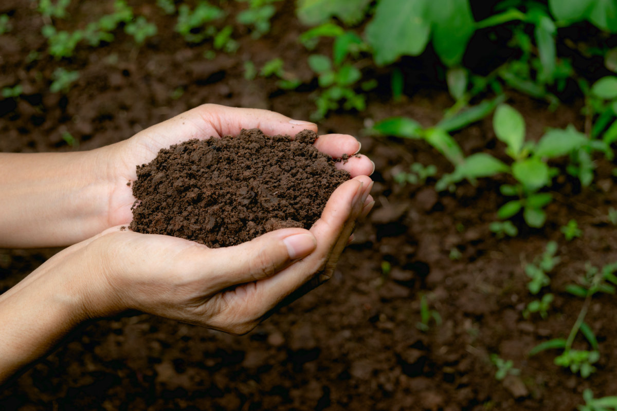 Would you like the plants in your landscape to grow better? Follow these 7 tips to build soil health. In Harmony Sustainable Landscapes