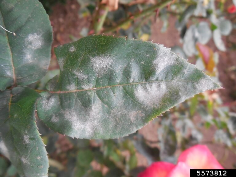 Powdery mildew on roses and squash looks like flour or talcum powder. In Harmony Sustainable Landscapes