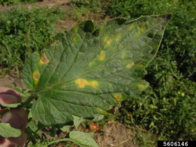 Powdery mildew on tomatoes and rhododendrons looks like yellow, purple or brown spots. In Harmony Sustainable Landscapes