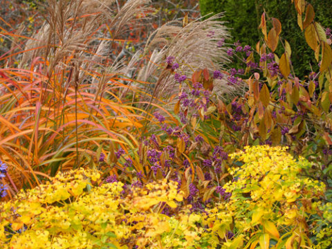 There are many choices for plants to add fall color and seasonal interest. 