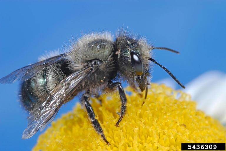 Mason bees are gentle garden pollinators. They may pollinate as many as 2,000 flowers each day. Joseph Berger, Bugwood.org. In Harmony Sustainable Landscapes