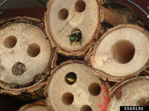 Mason bees nest in tubes or hollow stems. They use mud to wall off their cocoons. Whitney Cranshaw, Colorado State University, Bugwood.org. In Harmony Sustainable Landscapes