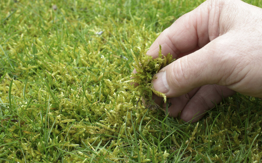 Best moss control strategy is healthy lawn