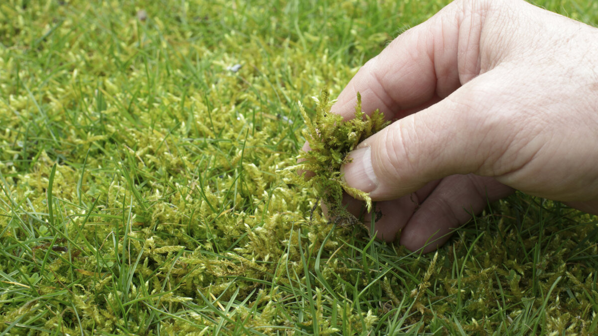 The best moss control strategy is to improve lawn health. In Harmony Sustainable Landscapes 