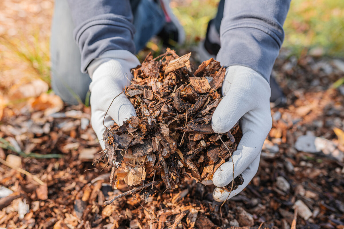 Mulch has great benefits for your landscape, such as reducing both weed growth and drought stress. Here are tips on how to use mulch in your landscape. In Harmony Sustainable Landscapes