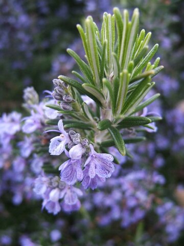 Herbs such as rosemary add both beauty and fragrance to your garden, and you can snip them for cooking. Tiger500, Flickr. In Harmony Sustainable Landscapes
