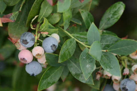 Blueberries are attractive shrubs with edible fruit. © Richie Steffen / Great Plant Picks. In Harmony Sustainable Landscapes 