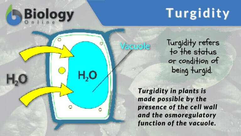Turgidity definition
