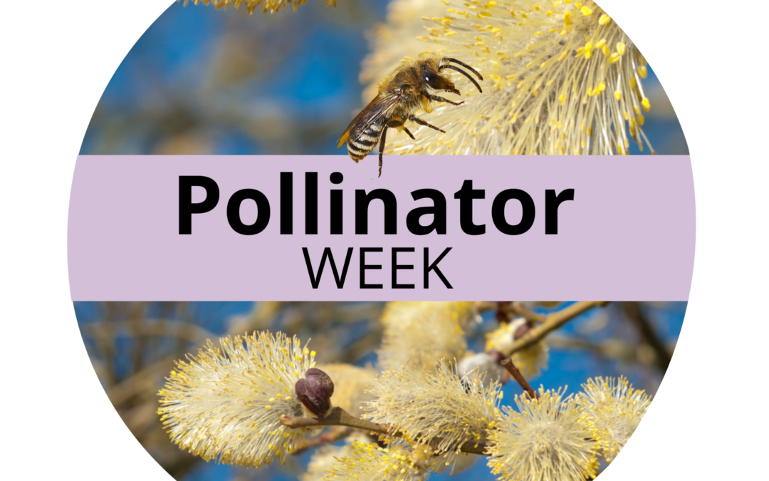 Help pollinators with food, water and shelter
