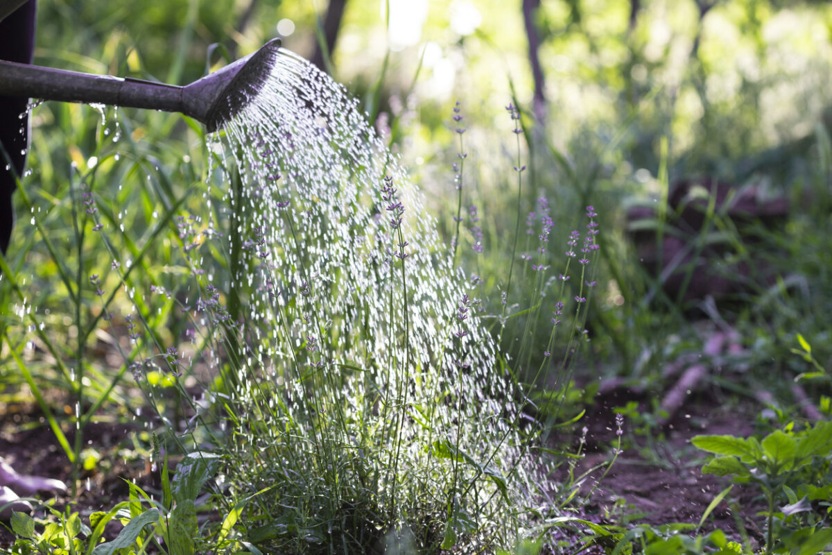 Read our tips on how to save water and keep your landscape healthy this summer. In Harmony Sustainable Landscapes
