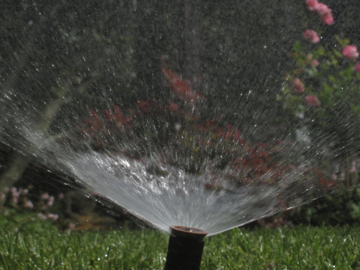 Help your lawn beat the heat. Water your lawn! In Harmony Sustainable Landscapes
