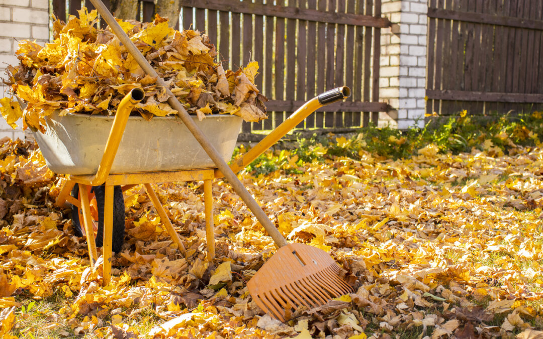 What should you do with your leaves?