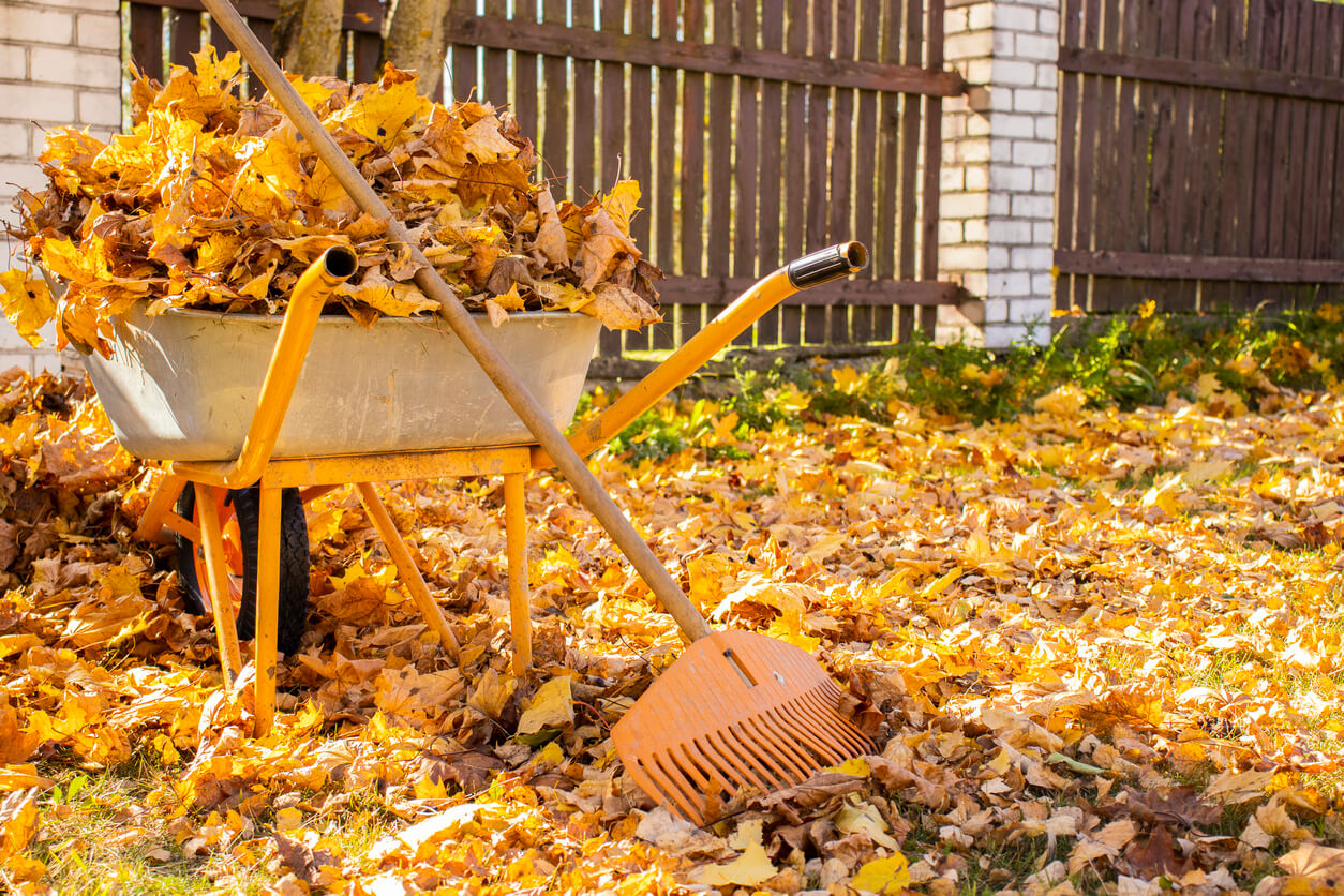 Rake the Leaves? Some Towns Say Mow Them - The New York Times