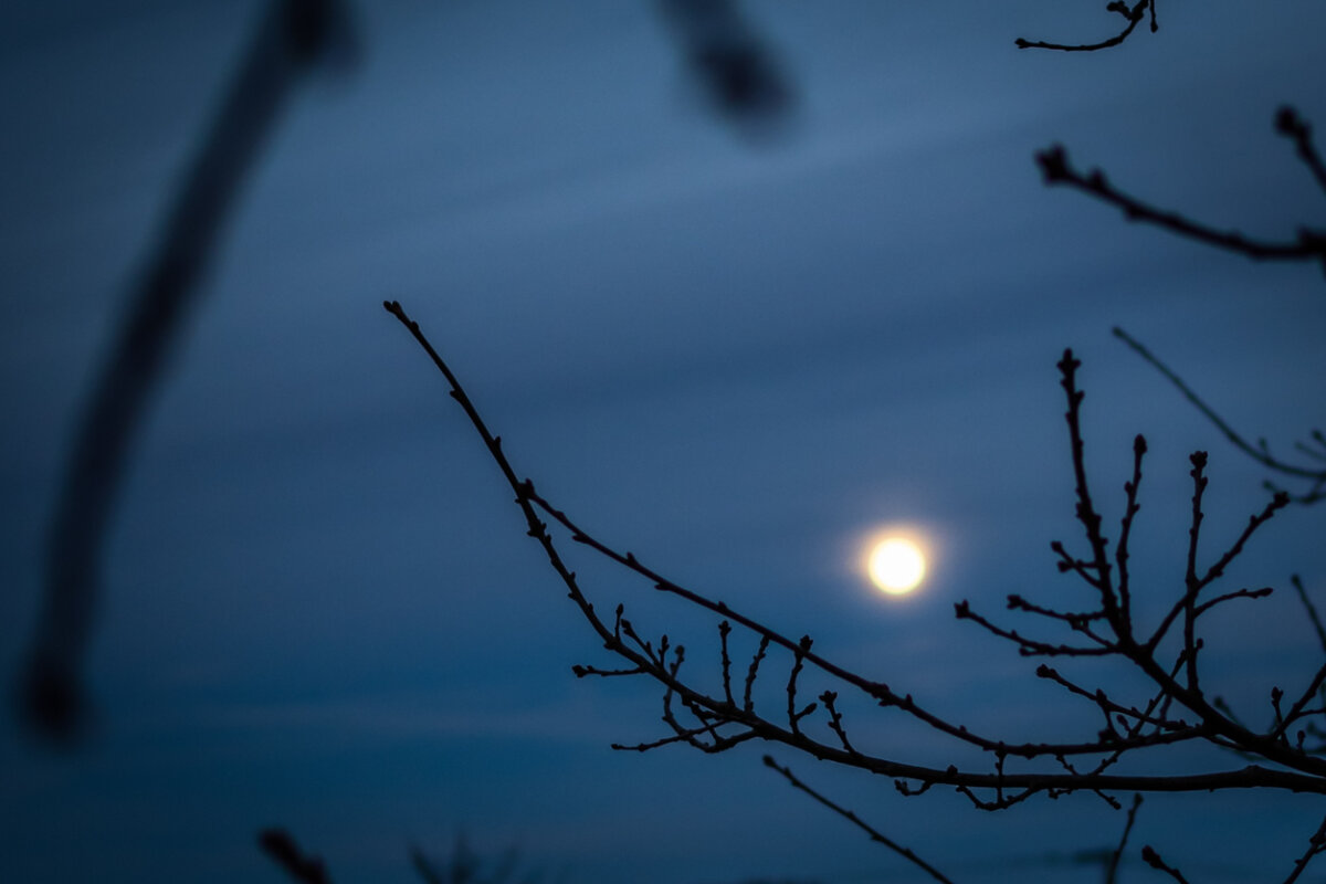 Honor the solstice. Evening moonlight through bare branches. In Harmony Sustainable Landscapes