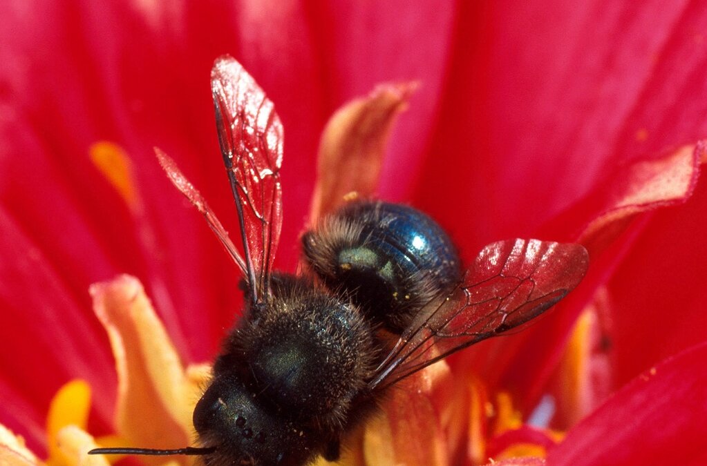 How to help mason bees in your yard