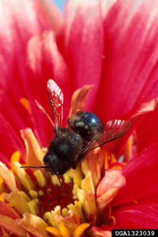 There are several ways to help mason bees in your yard. You could provide shelter through bee houses or hollow stems and plant native plants to provide nectar for food. In Harmony Sustainable Landscapes