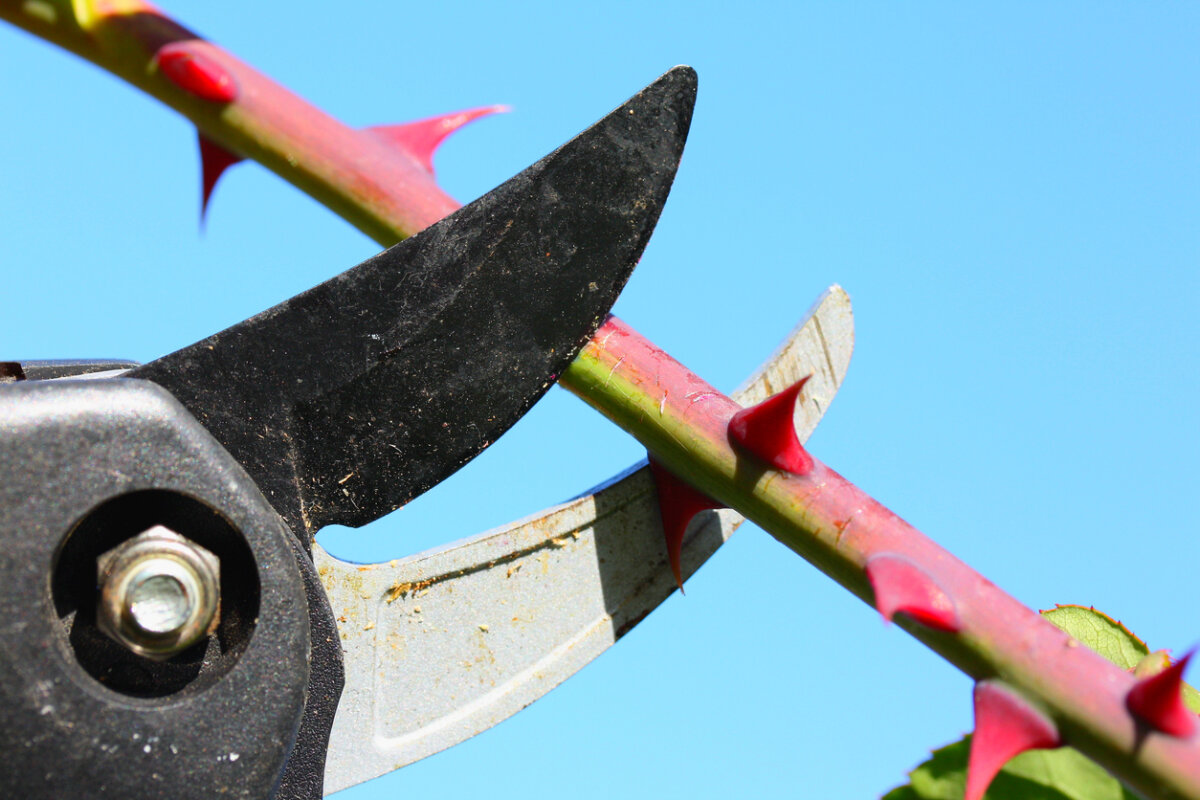Cutting branch of rose with pruning shears. In Harmony Sustainable Landscape