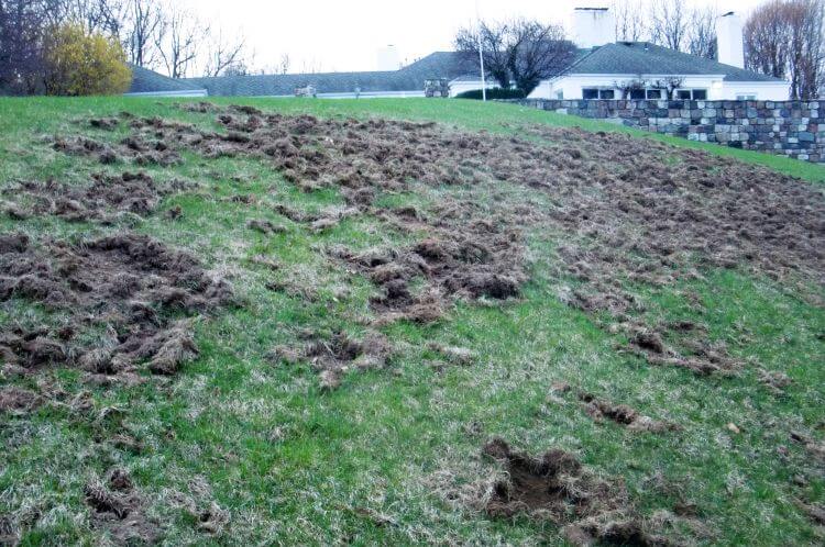 Chafer beetles damage lawns when grubs eat the roots. But the worst damage comes from crows, raccoons and other wildlife looking for chafer beetle grubs. Photo by David Smitley, Michigan State University Entomology. In Harmony Sustainable Landscapes 