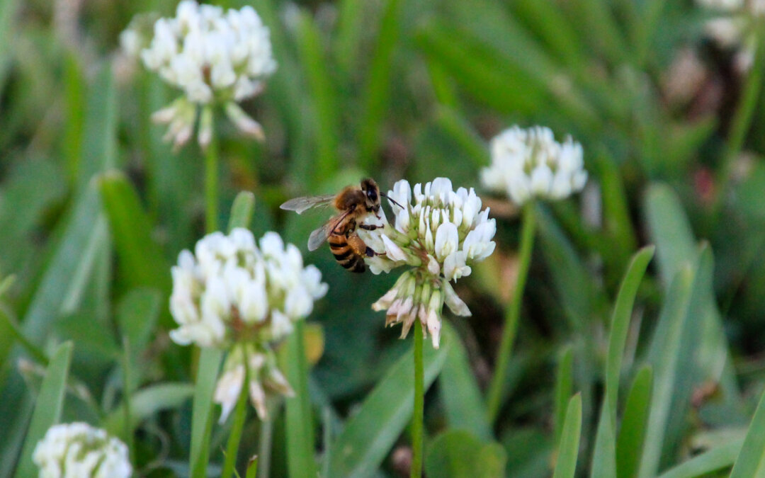 For Earth Day, grow a Bee Friendly Lawn