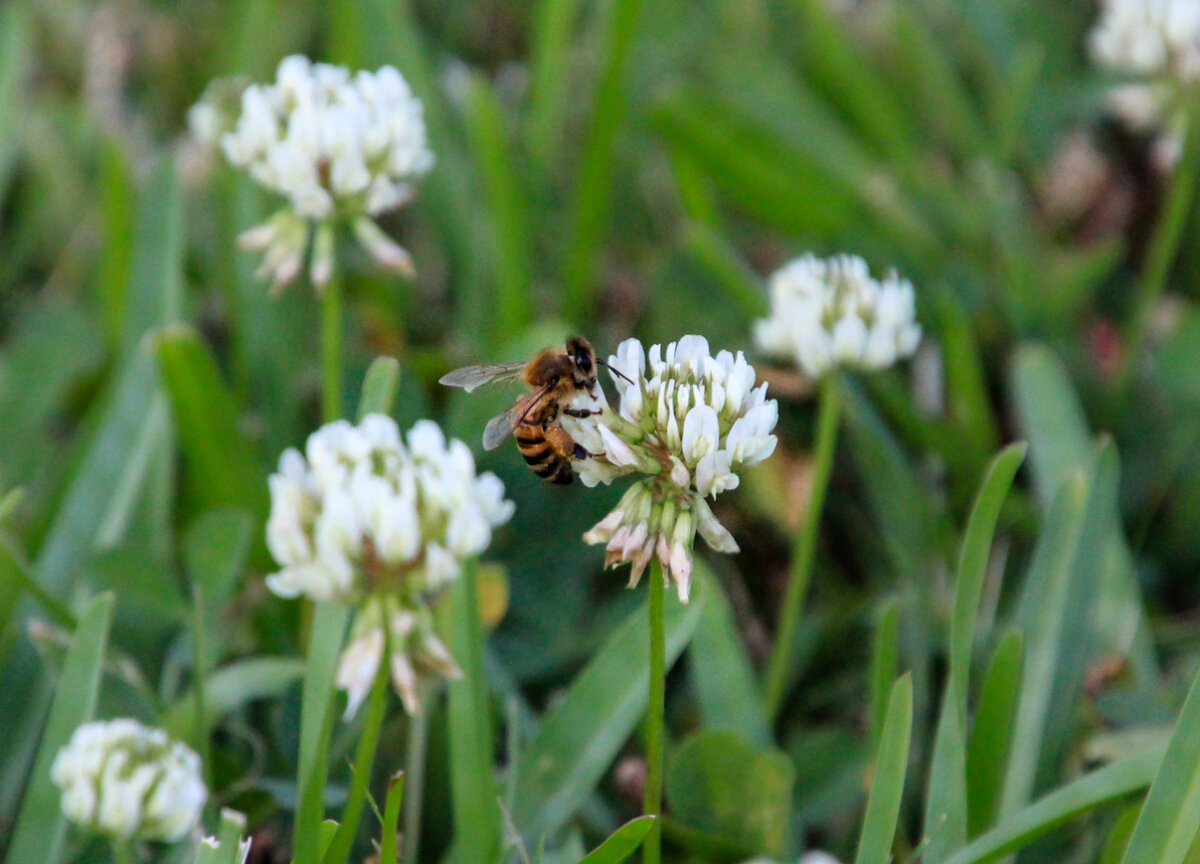 A Bee Friendly Lawn might include flowering plants like clover. Clover is a great source of nectar for bees, and it acts as a natural fertilizer. Clover used to be a standard component of all lawn seed mixes. In Harmony Sustainable Landscapes