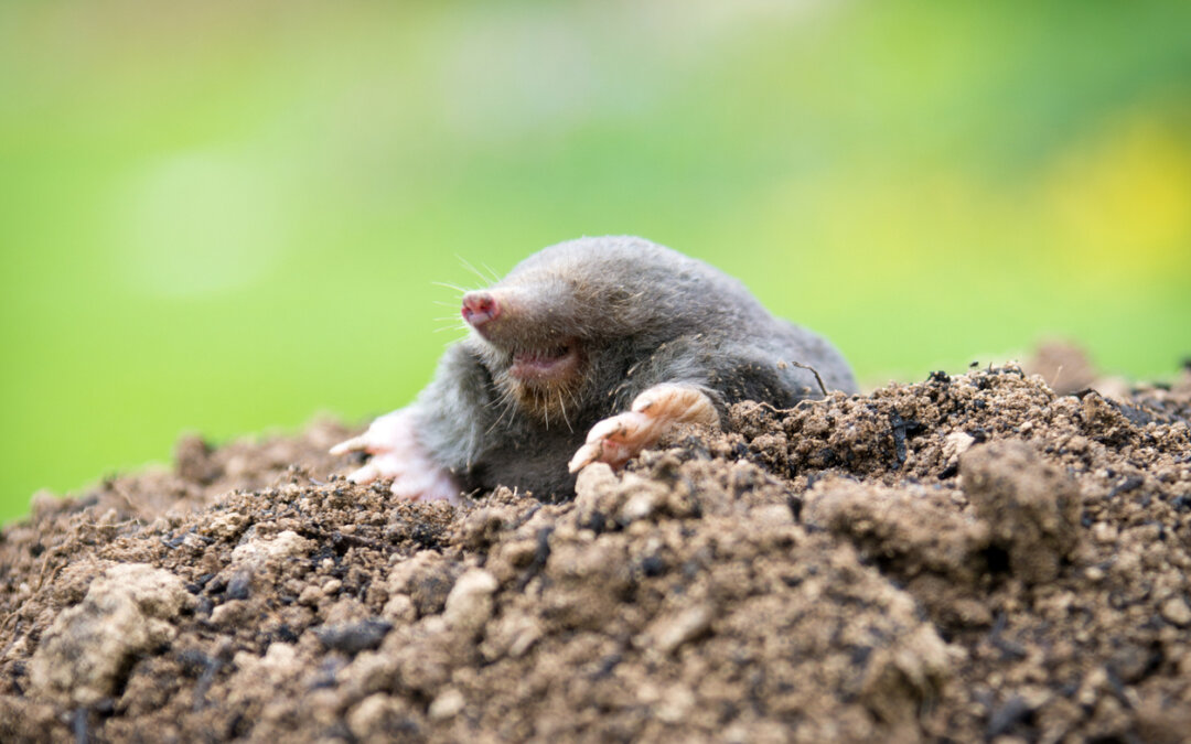 How to deal with moles