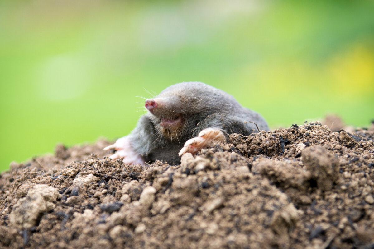 Moles are difficult to control. Most strategies to deal with moles are not very effective. In Harmony Sustainable Landscapes