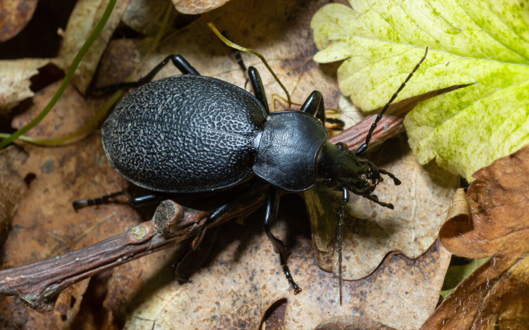 How to encourage beneficial insects in your garden