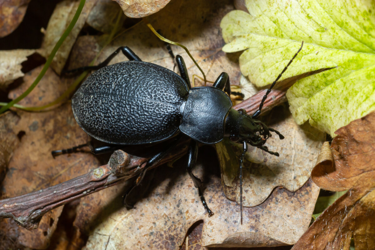 At night ground beetles eat pests such as slugs, cutworms and grubs. In Harmony Sustainable Landscapes