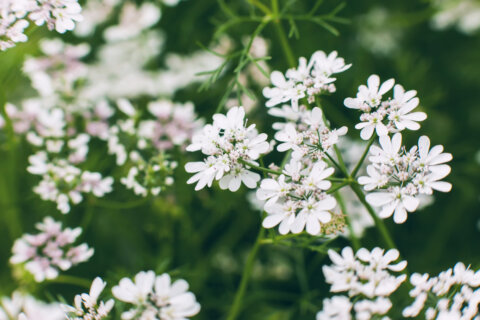 Umbels, or plants with umbrella-shaped clusters (umbels) of tiny flowers, attractive beneficial insects such as pollinators and parasites. In Harmony Sustainable Landscapes. 