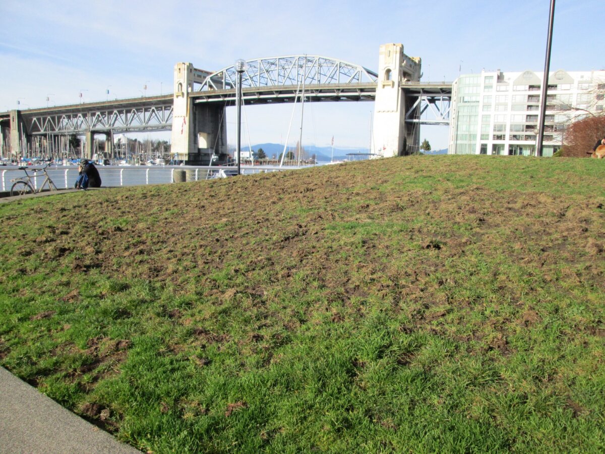 Crows, raccoons and other animals rip up lawns looking for chafer beetle grubs, causing extensive damage. Stephen Rees photo of Vancouver lawn. In Harmony Sustainable Landscapes. 