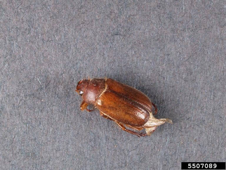 European chafer beetle adults emerge, fly into trees to mate, and lay eggs in June. Bruce Watt, University of Maine, Bugwood.org. 