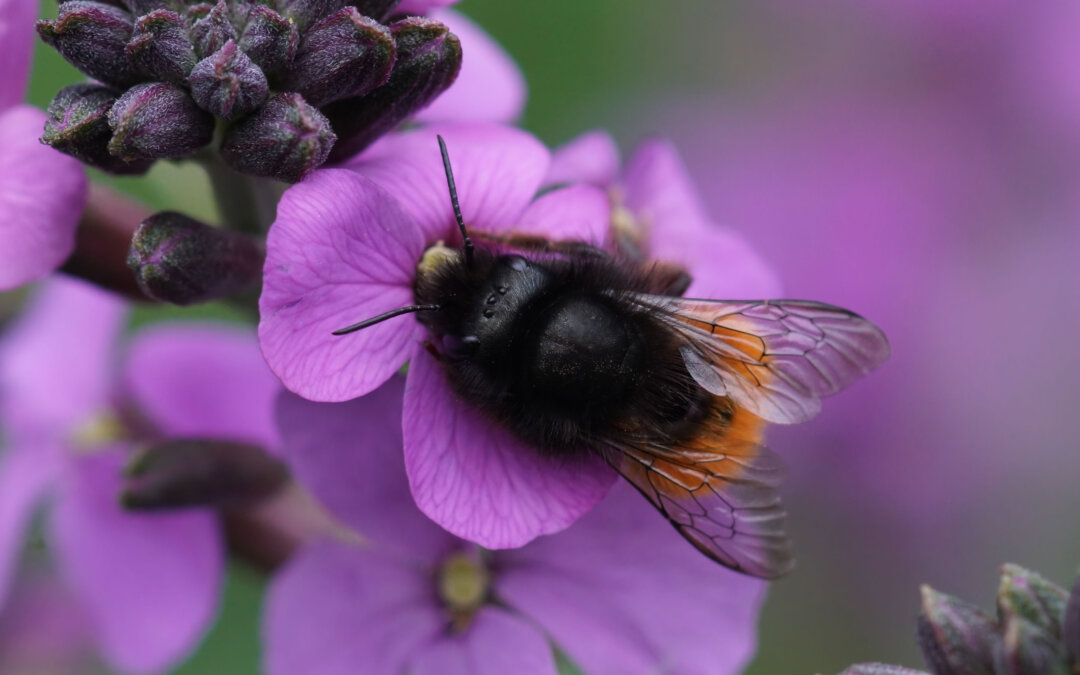 Celebrate Pollinator Week, June 17-23