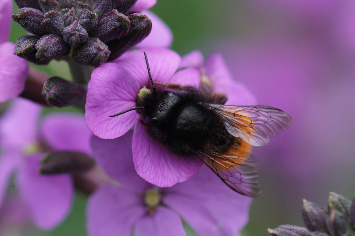 Orchard mason bee on English wallflower. In Harmony Sustainable Landscapes