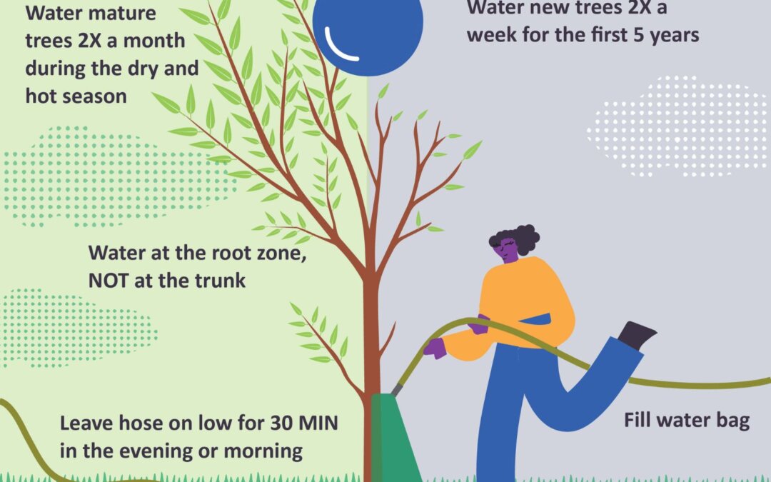 Save a tree: how to water your trees