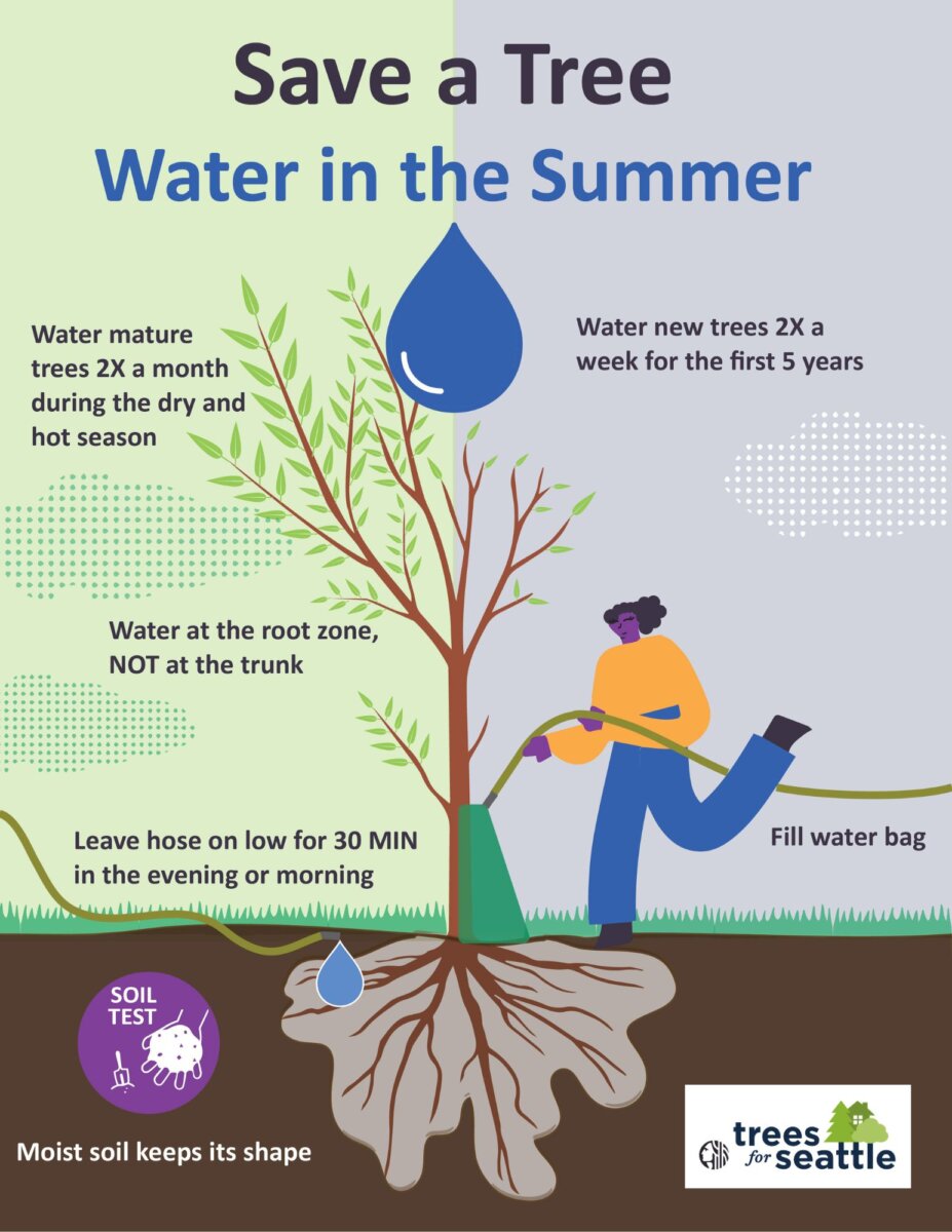 You need to water newly planted trees regularly during the first five years to help them develop robust root systems. In Harmony Sustainable Landscapes