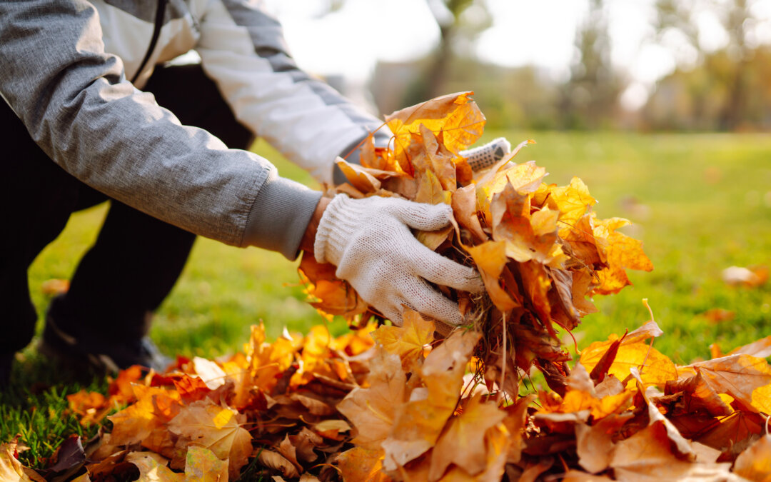 What to do with your fallen leaves